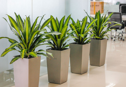 為什么要選擇綠植租賃公司租植物？